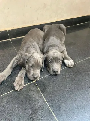 1-3 months Male Purebred Cane Corso