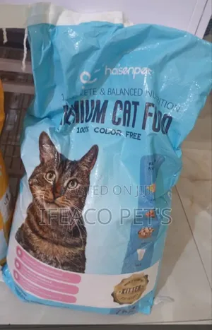 1+ year Male Mixed Breed American Shorthair