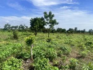 7 Acres of Fertile Farmland – Ladile Village, Iseyin, Oyo State