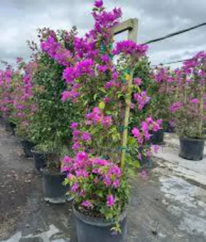 Flower (Bougainvillea)