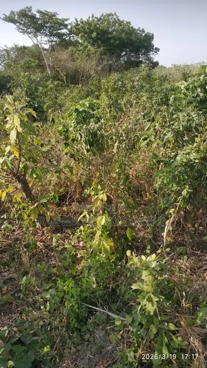 Buy Land Now, Thank Yourself Later