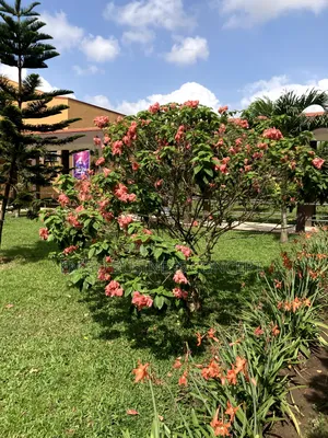 Flower (Queen of Philippines)