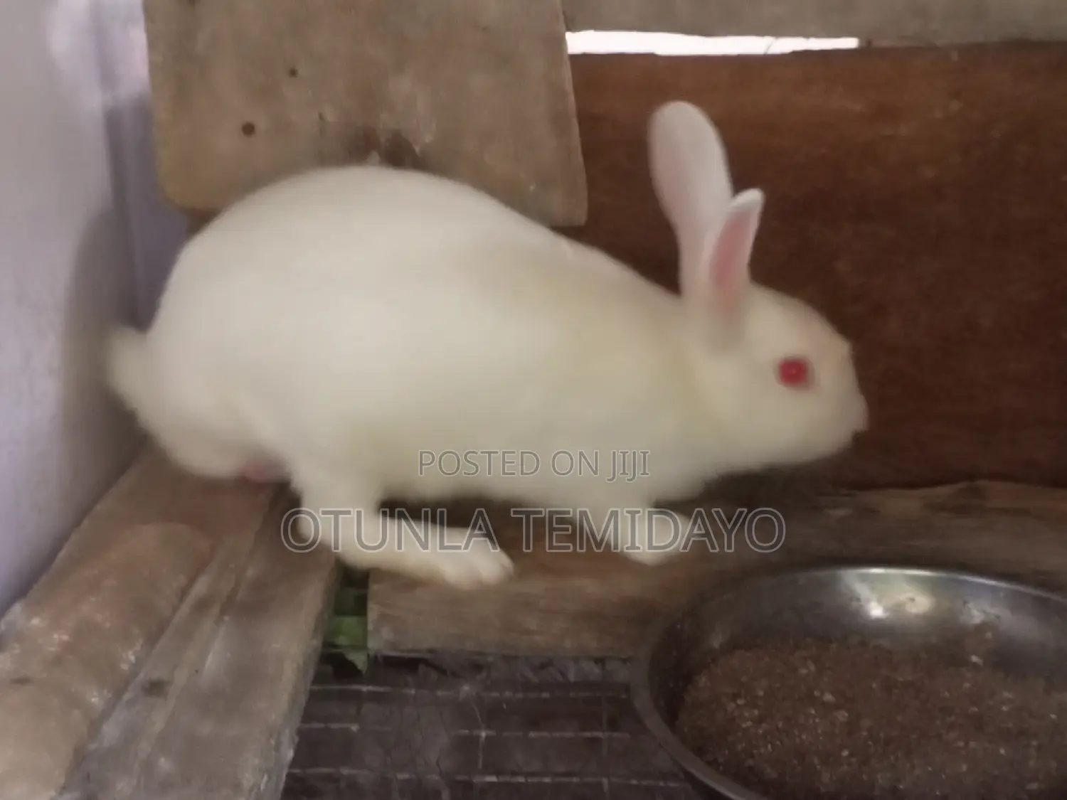 Quality Rabbit