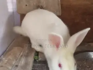 Quality Rabbit