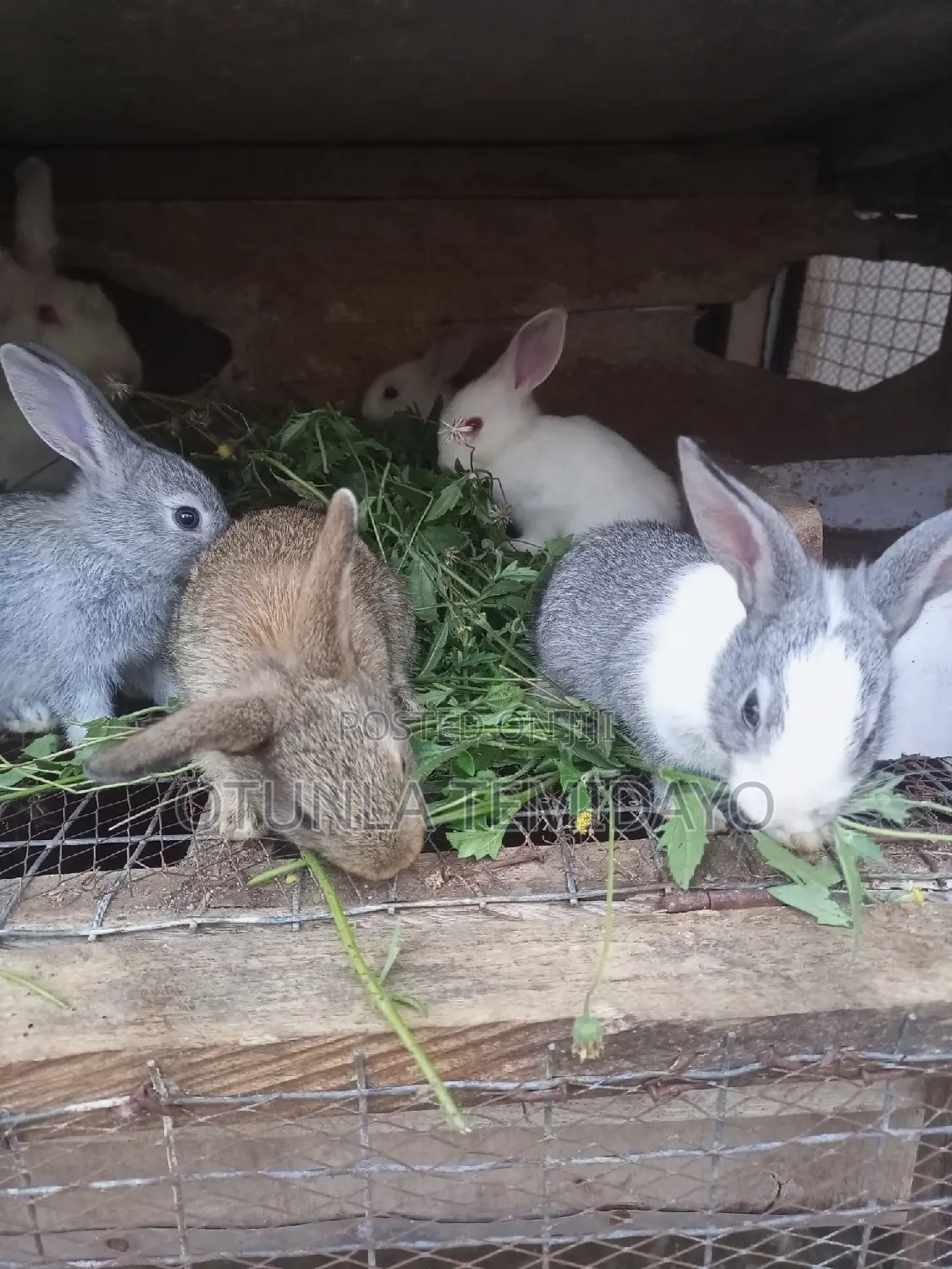 Quality Rabbit