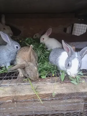 Quality Rabbit