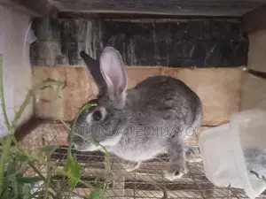 Quality Rabbit