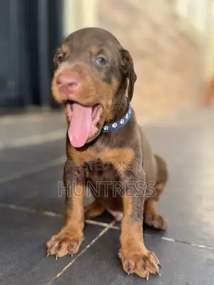 1-3 months Male Purebred Doberman Pinscher