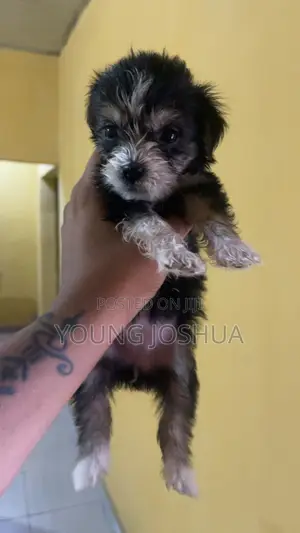 0-1 month Male Purebred Lhasa Apso