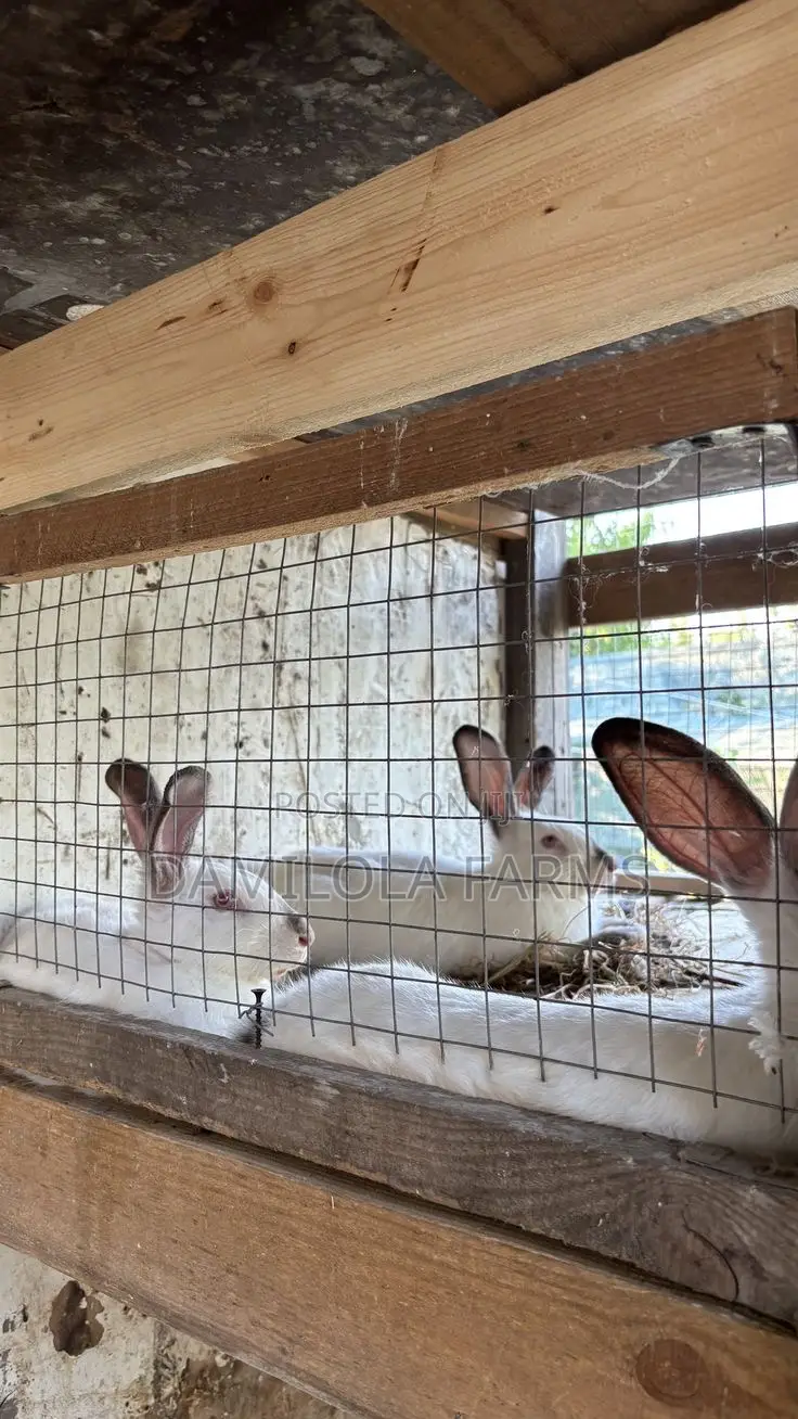 Newzealand White Rabbit