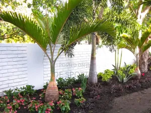 Flowering/ Landscaping