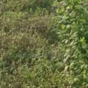 Land Available for Sale at Gas Line Magboro