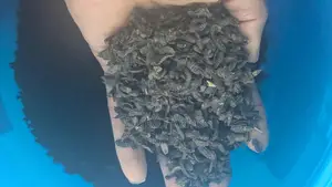 Dried BSFL (Black Soldier Fly Larvae)