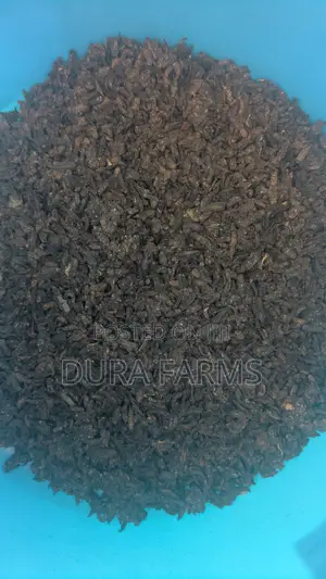 Dried BSFL (Black Soldier Fly Larvae)