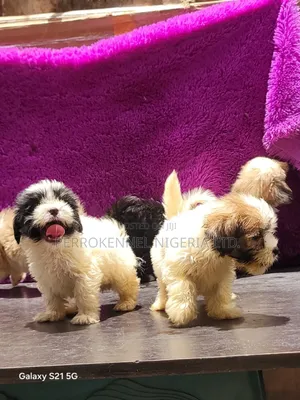 1-3 months Female Purebred Lhasa Apso