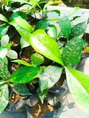 The Hybrid Bitter Kola Seedlings Available
