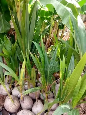 The Hybrid Dwarf Coconut Seedlings Available