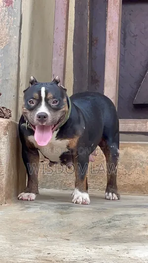 1+ year Female Purebred American Bully