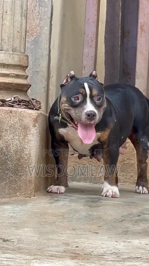 1+ year Female Purebred American Bully