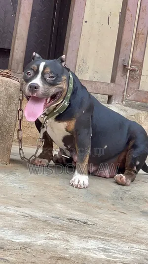 1+ year Female Purebred American Bully