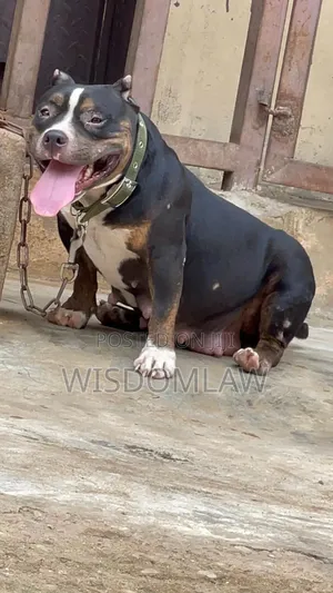 1+ year Female Purebred American Bully