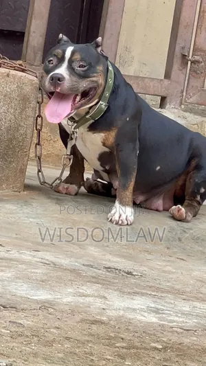 1+ year Female Purebred American Bully