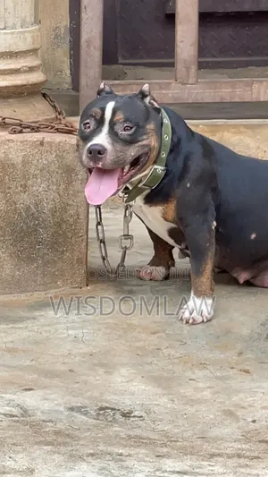 1+ year Female Purebred American Bully