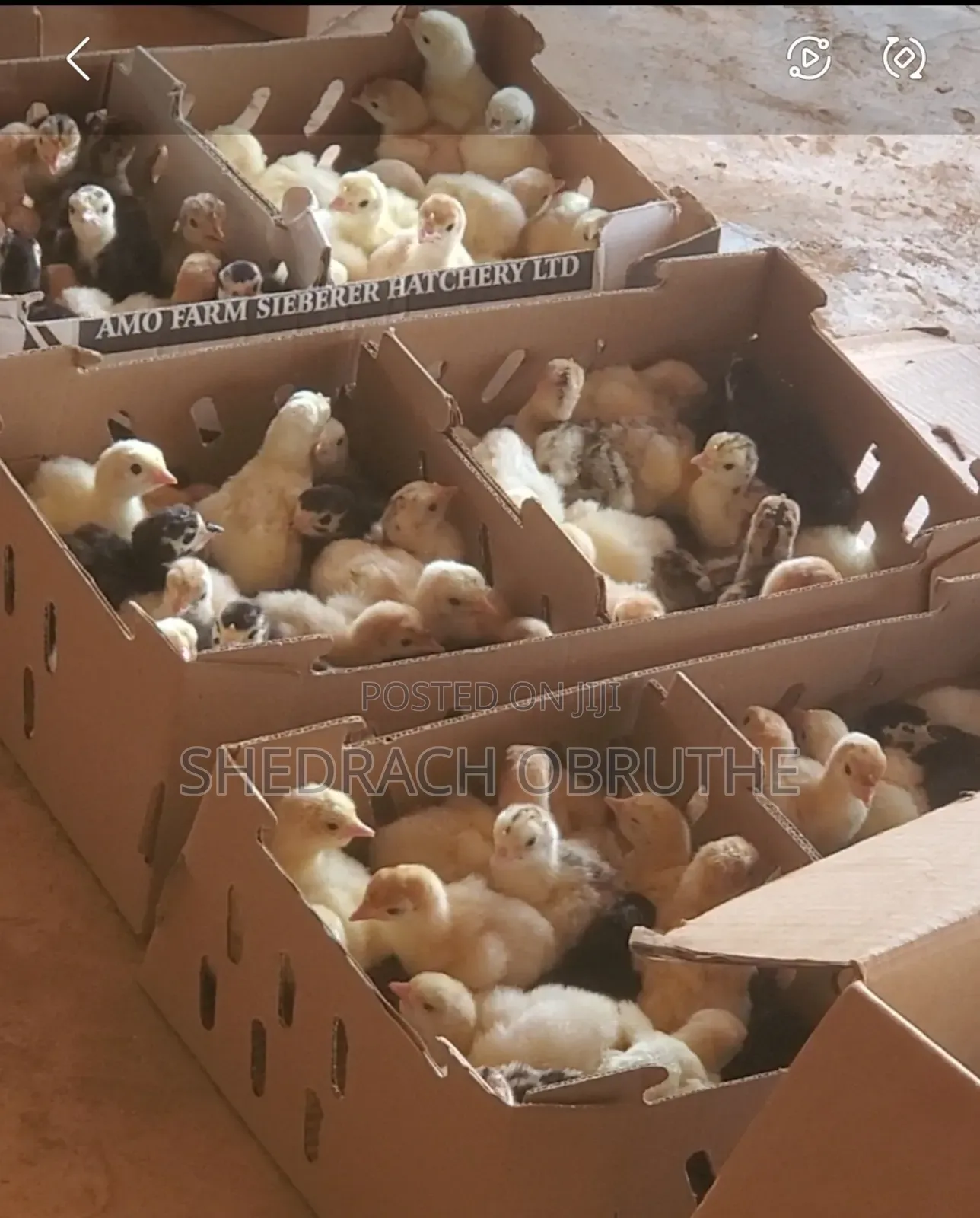 Livestocks