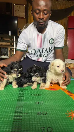 1-3 months Female Purebred Lhasa Apso