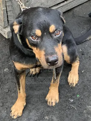 1+ year Male Purebred Rottweiler