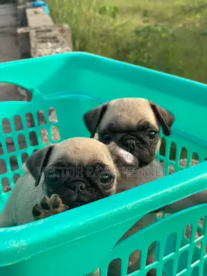 1-3 months Female Purebred Puggle