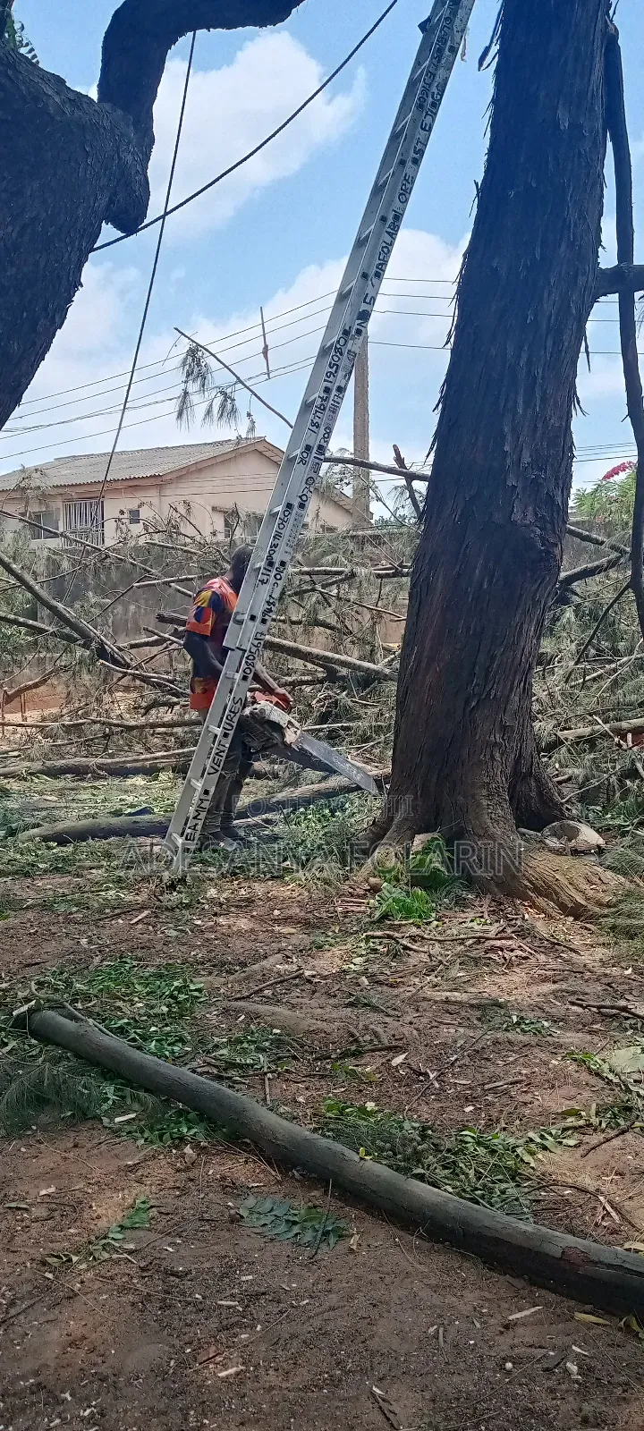 Folly Tree Maintenance Services
