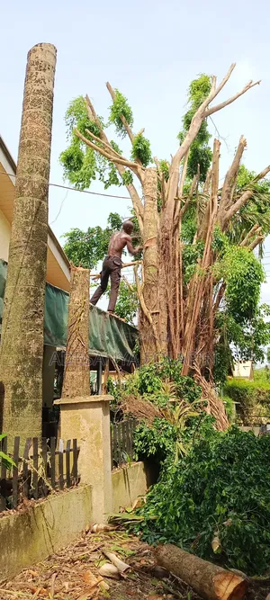 Folly Tree Maintenance Services