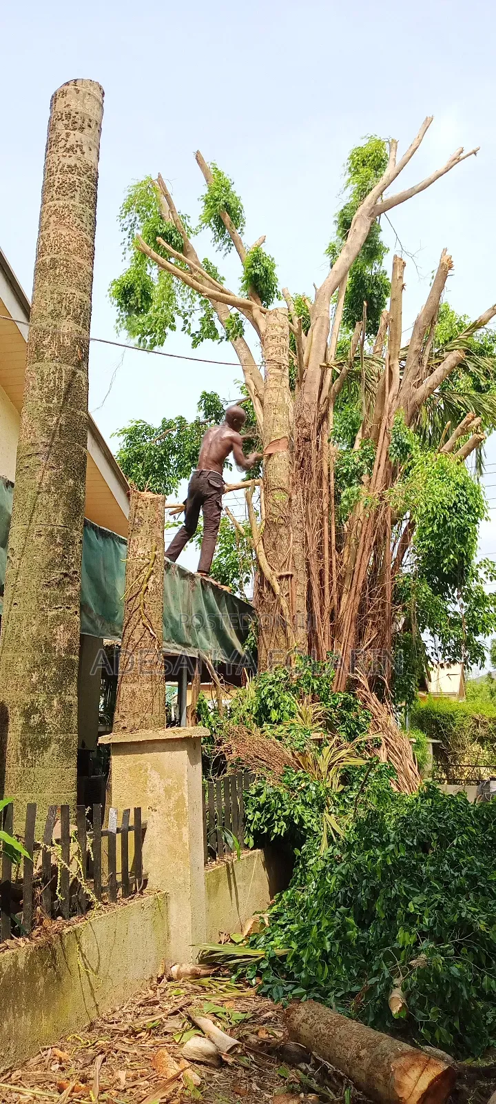 Folly Tree Maintenance Services