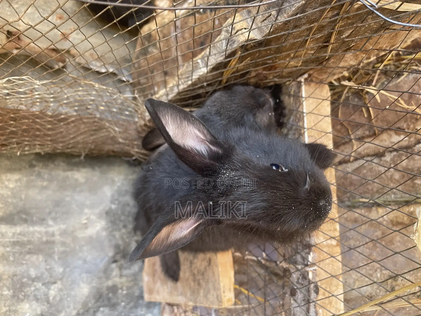 Rabbits Available
