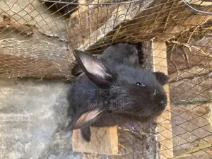 Rabbits Available