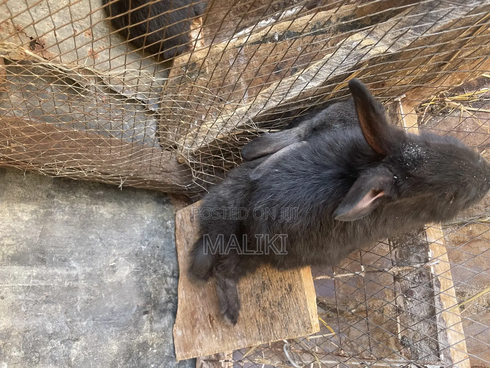 Rabbits Available