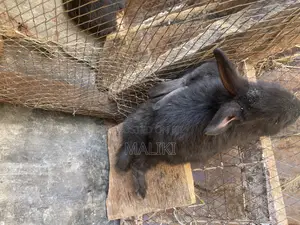 Rabbits Available