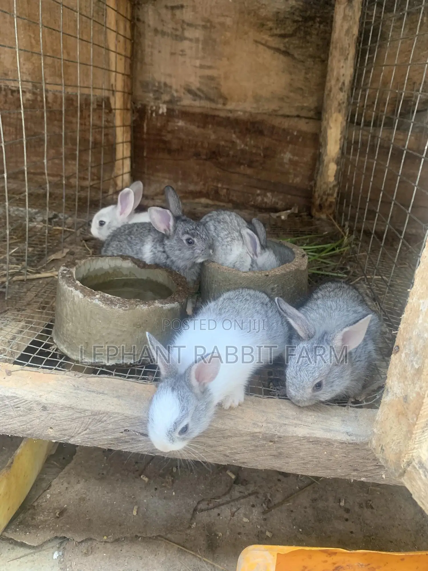 Rabbits in Different Breeds Available for Sale (Weaners)