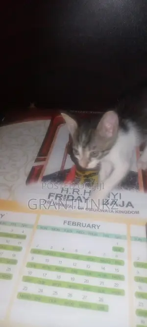 1-3 months Female Purebred British Shorthair