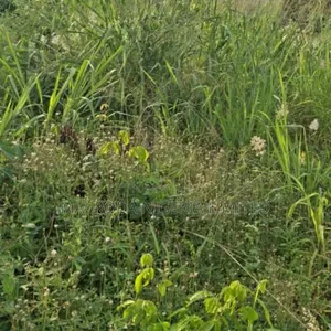 17 Acres of Land Available at Mapara Town