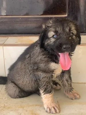 1-3 months Female Purebred Caucasian Shepherd