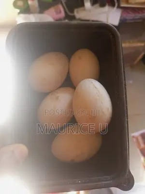 Duck Eggs for Sale