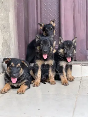 1-3 months Female Purebred German Shepherd