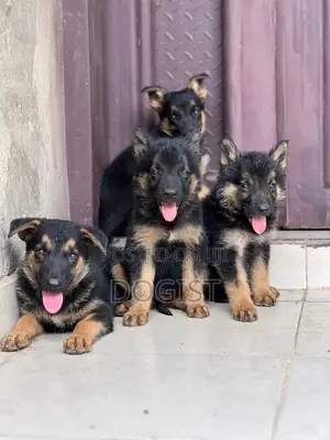 1-3 months Female Purebred German Shepherd