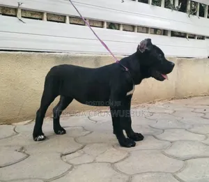 3-6 months Male Purebred Cane Corso