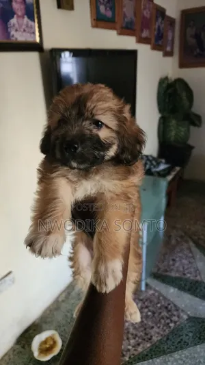 1-3 months Female Purebred Lhasa Apso