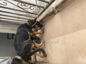 3-6 months Male Purebred German Shepherd