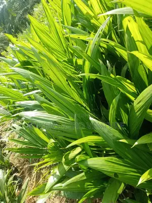 Fresh and Strong Palm Oil Seedlings for Farmers Order Now.”
