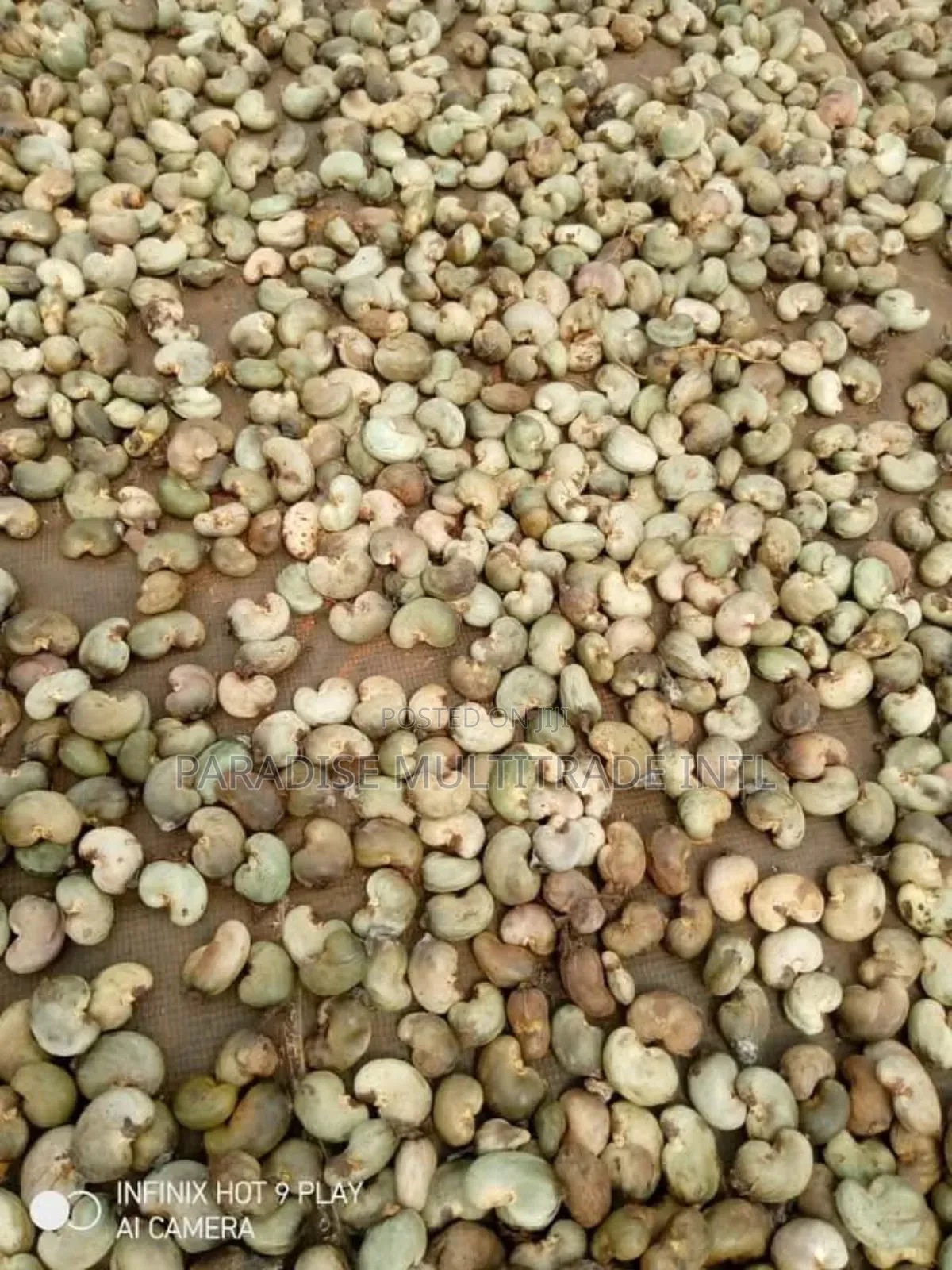 Raw Cashew Nut RCN